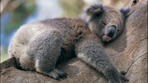 STUDIU. Motivul pentru care urșii koala îmbrățișează copacii