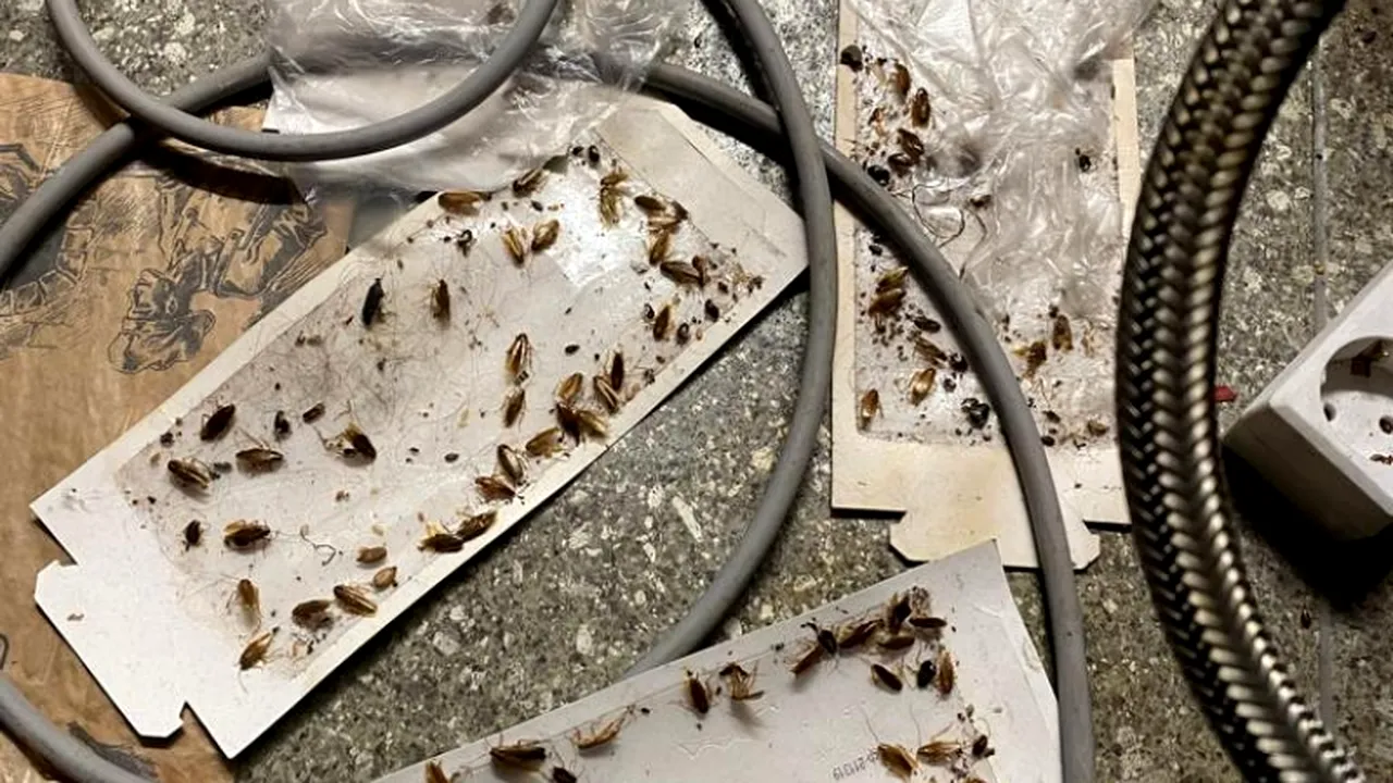 Nereguli grave depistate de ANPC la mai multe magazine Mega Image din București