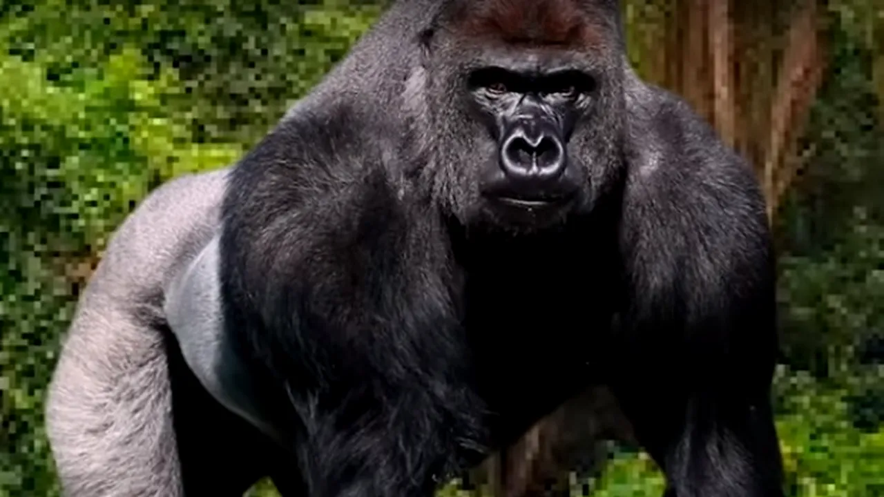 CARANTINĂ LA ZOO. Gorilele, plasate în izolare, după ce un tigru din Bronx a fost depistat cu noul coronavirus