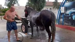 Imagini virale: Un bărbat din Timiș și-a răcorit calul la spălătorie auto