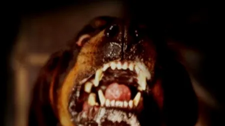 O româncă și o italiancă au fost atacate de doi câini rottweiler, la Roma. Una dintre femei este în stare gravă