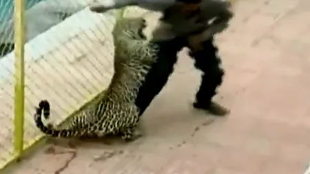 Un leopard a rănit șase persoane într-o școală din India