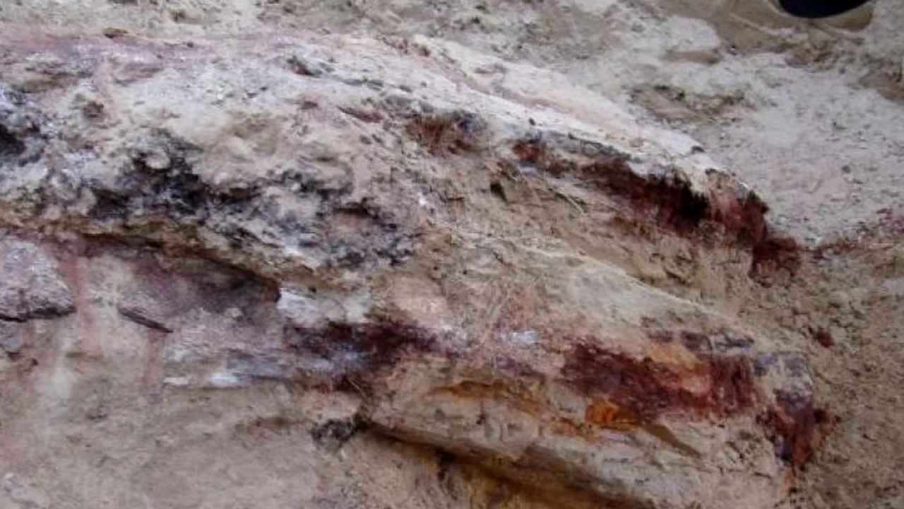 Descoperire incredibilă la Vaslui: Are cel puțin 7 milioane de ani vechime