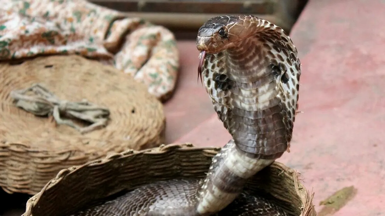 Un șarpe Cobra a murit după ce a fost mușcat de un copil de 8 ani din India. Reptila i se încolăcise în jurul brațului și l-a mușcat, la rândul ei