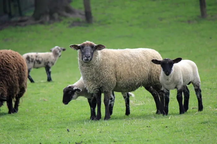 Cât vom plăti pentru mielul de Paște. Ciobanii au stabilit deja prețul