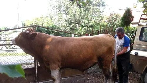 Un taur uriaș a evadat din fața unui abator și a rămas liber pe străzile din Focșani. A fost nevoie de un apel la 112 pentru ca animalul să fie prins