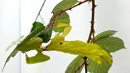 Detaliul ascuns în această imagine