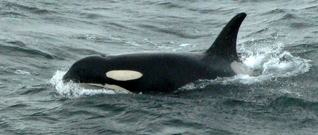 Decesul lui J2, cea mai bătrână balenă ucigașă din lume. O lovitură dată orcilor. VIDEO