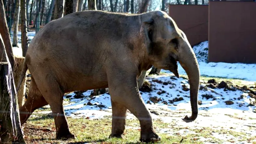 Cine vrea să ne-o ia pe Tania, singurul exemplar de elefant indian din România. Reacția directorului grădinii zoologice din Târgu Mureș