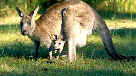 Masacru la Zoo Timișoara. Trei câini au ucis toți cangurii. Cum a fost posibil