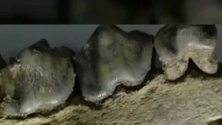 Descoperire arheologică excepțională în ROMÂNIA: au fost găsite cele mai vechi urme de locuire umană din Europa