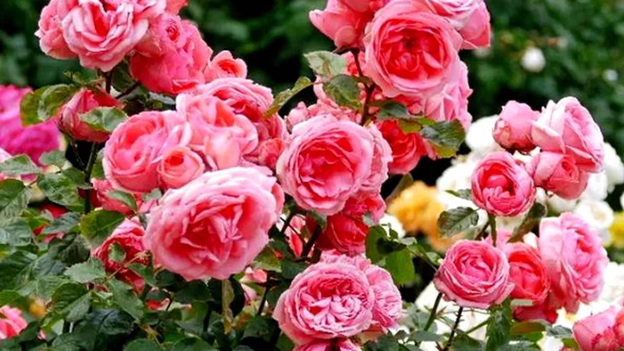 Ce trebuie să faci în februarie ca trandafirii să înflorească spectaculos