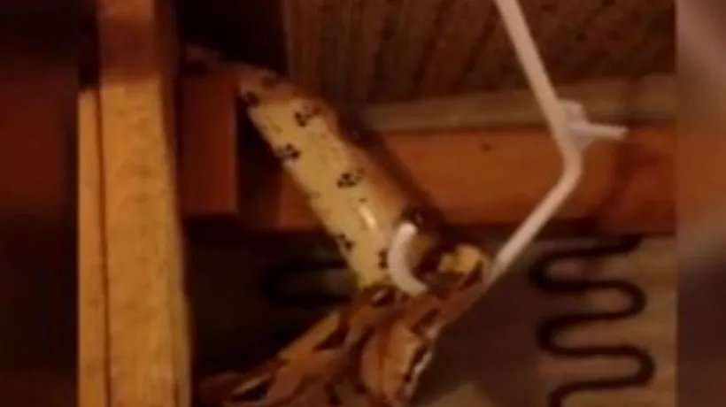 O femeie din Michigan a găsit un șarpe într-o canapea pe care o luase de pe stradă cu două luni înainte