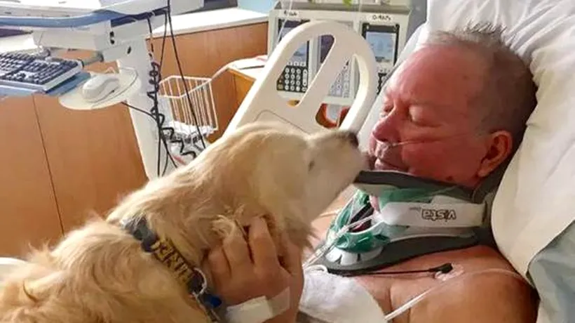 Acest câine a reușit să-și salveze stăpânul după un accident cumplit. Ce a făcut vreme de 24 de ore până a venit ajutorul