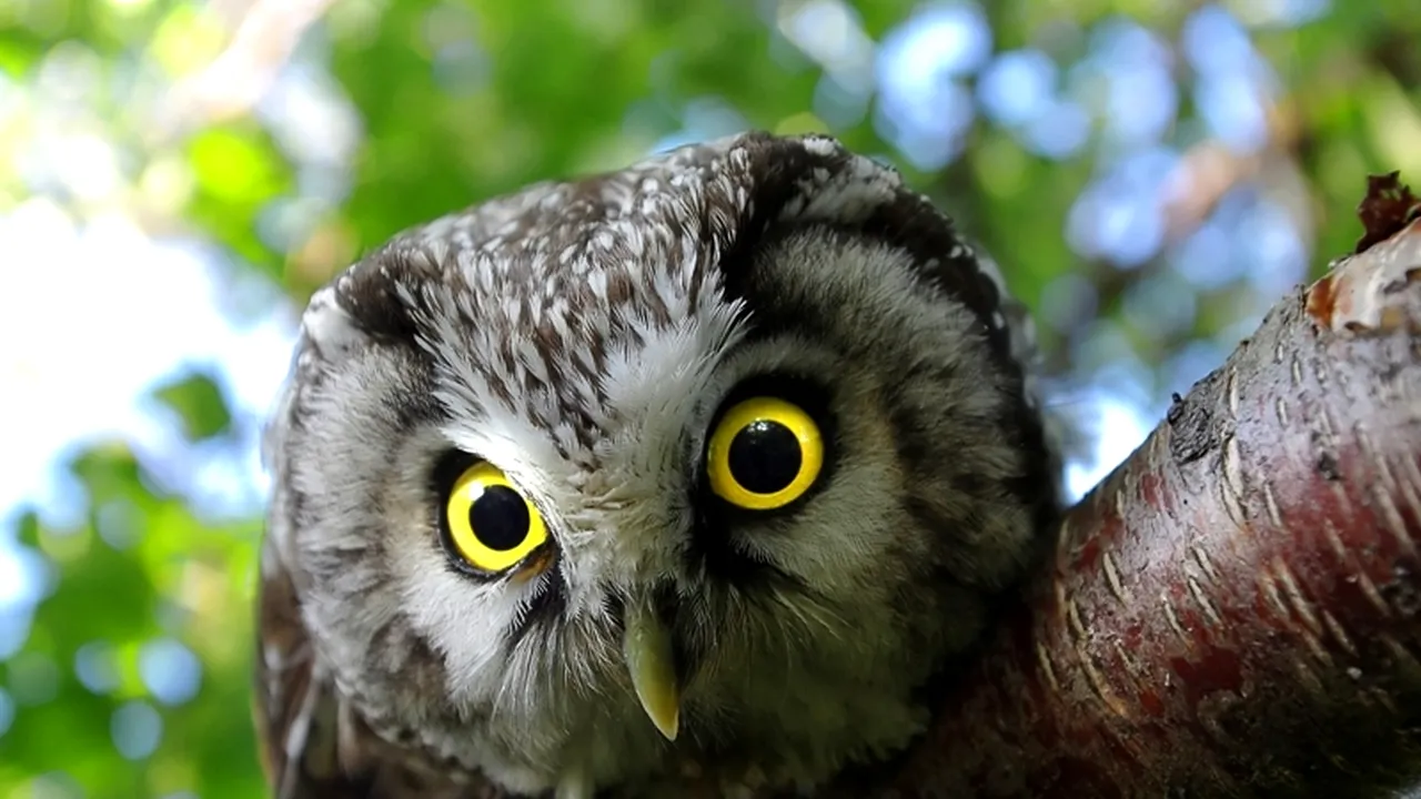 STUDIU. Cum își pot roti bufnițele capul la 270 de grade 