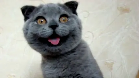 Și-a pedepsit pisica, iar acum riscă închisoarea. Ce a făcut o studentă din Taiwan. VIDEO