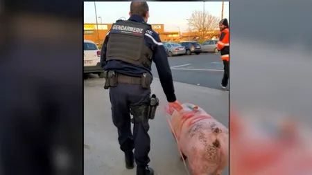 VIDEO | Porcul „Ghiță” a fost salvat de jandarmii francezi din mâinile unor români, care se pregăteau să îl sacrifice