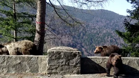 Patru urși au fost alungați de către jandarmi din apropierea Lacului Sfânta Ana și din Băile Tușnad