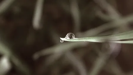 De ce miroase aerul de după ploaie atât de proaspăt