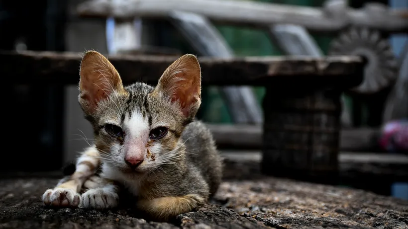 Descoperire șocantă în Franța. 100 de pisici moarte, găsite în casa unui bătrân