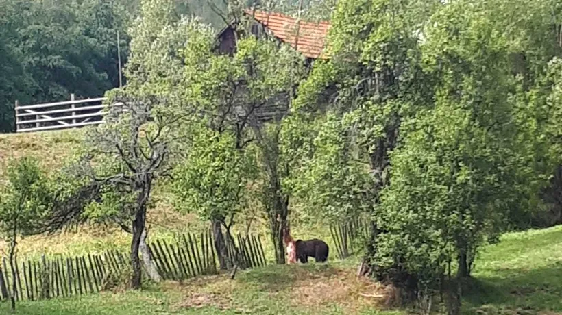 Un urs prins într-o capcană improvizată, salvat de  jandarmii din Hunedoara - FOTO