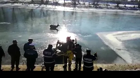 Un cerb blocat în albia râului Bistrița a fost salvat de pompieri