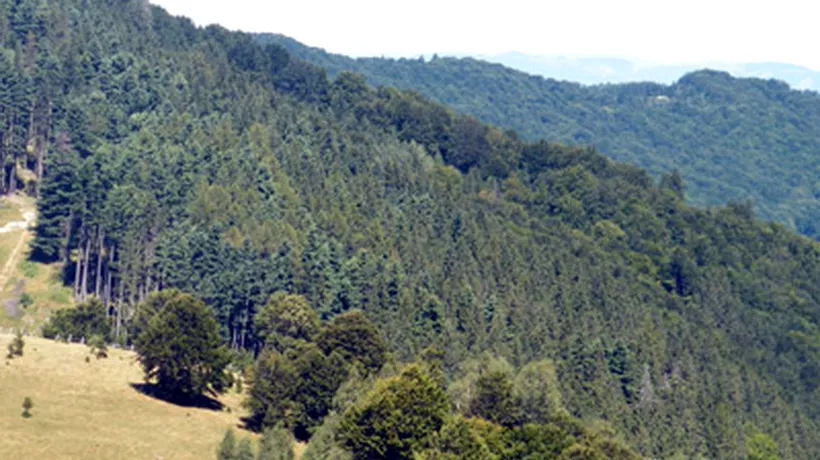 ANRP sesizează Parchetul privind retrocedarea a 980 de hectare de pădure din Măgureni-Prahova