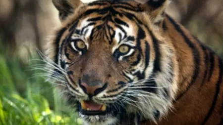 Cercetătorii trag semnalul de alarmă: 