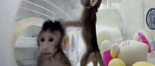 Oamenii de știință din China au reușit, în premieră, să cloneze două maimuțe. Care este legătura cu celebra oaie Dolly. VIDEO