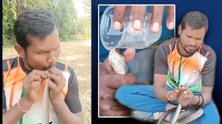 Inedit. Un indian salvează de la moarte un șarpe electrocutat. Nimic neobișnuit, respirație gură la gură și masaj cardiac