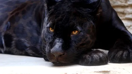 Cine a furat Pantera Neagră? Bulgaria a renunțat la vânătoarea lui Yeti de la Șumen