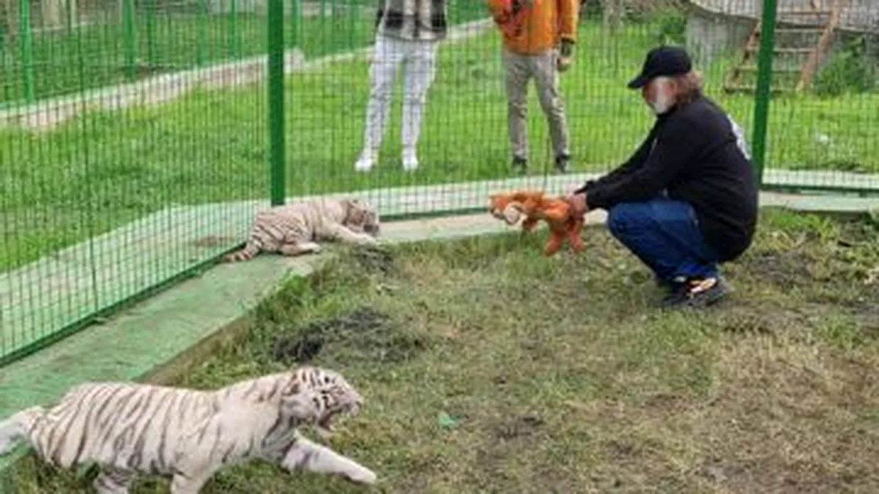 Atacuri sălbatice în serie la Zoo în Suceava. Un copil a fost mușcat de un LIGRU