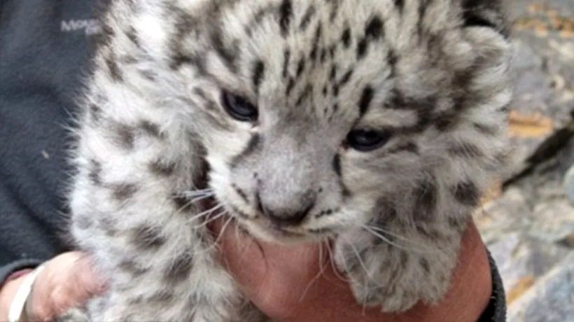 VIDEO. Pui de leopard alb, născuți în sălbăticie, filmați pentru prima oară