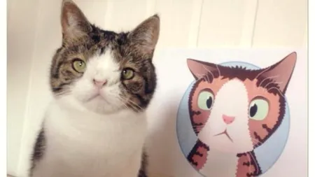 Monty, pisica cu cea mai ciudată față din lume, a devenit unul dintre cele mai apreciate animale de companie