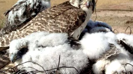 Imagini LIVE din cuibul unui șoim dunărean supravegheat cu cameră video. Este o 