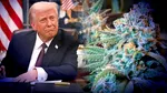 Administrația Trump schimbă reclasifică canabisului ca fiind mai puțin periculos. Ce înseamnă noua clasificare anunțată de Statele Unite