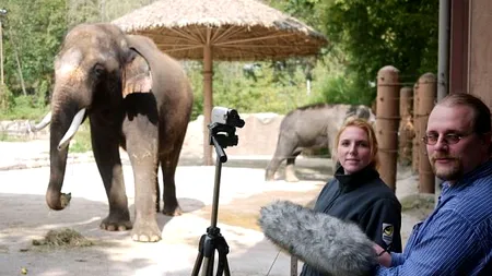 VIDEO: Elefantul care 