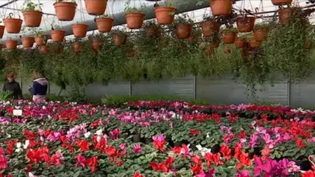 Cât vor COSTA florile, de Ziua Îndrăgostiților. O variantă mai ieftină și mai de durată pentru florile clasice ar putea fi și plantele exotice