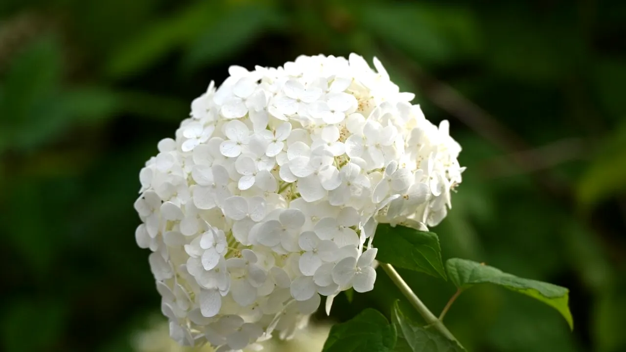 Sfaturile grădinarilor pentru crescătorii de HORTENSII. Sunt ușor de îngrijit, dar există unele reguli stricte care trebuie respectate