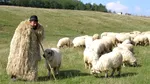 Anunț de angajare viral în Cluj: „Angajez urgent cioban. Ofer salariu de 6.000 de lei, 3 mese pe zi, țigări și..”