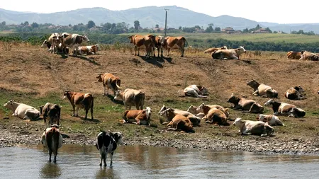 Procesatorii au colectat cu 5,4% mai mult lapte în primul semestru