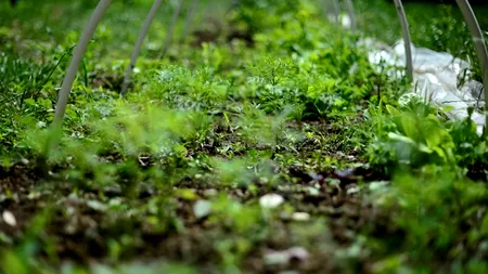 În grădina unui sătean din Cluj are loc un miracol al naturii