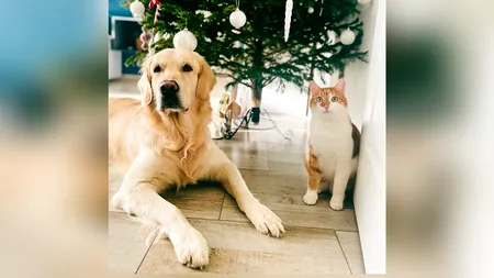 Cum avem grijă de animalele de companie, de Revelion. Sfaturile medicilor și ale oficialilor: ”Pocnitorile sunt adevărate bombe pentru animalele de companie”