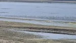 Barjele încărcate cu cereale, blocate în mijlocul Dunării din cauza nivelului scăzut