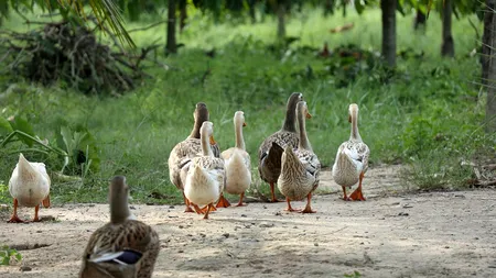 România este în alertă după descoperirea unui focar de gripă aviară în Ungaria, mai ales că virusul se transmite de la păsări la om. Ce măsuri a luat DSVSA Arad