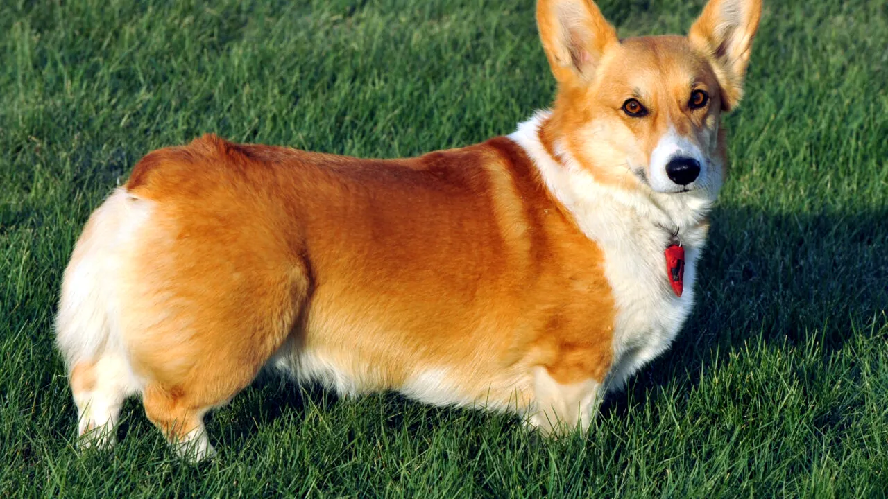 Cu cât se vinde acum un corgi, rasa de câini favorită a Reginei Elisabeta a II-a