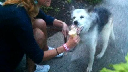 O fotografie emoționantă: ULTIMA ZI din viața acestui câine