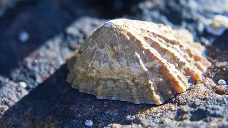 Dintele unui melc marin, pe primul loc în topul celor mai rezistente materiale biologice cunoscute