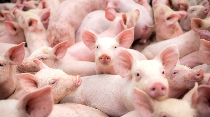 Oamenii de la țară își vând porcii pe sub mână! Ca să fenteze restricțiile impuse de pesta porcină, gospodarii își vând animalele direct din curte