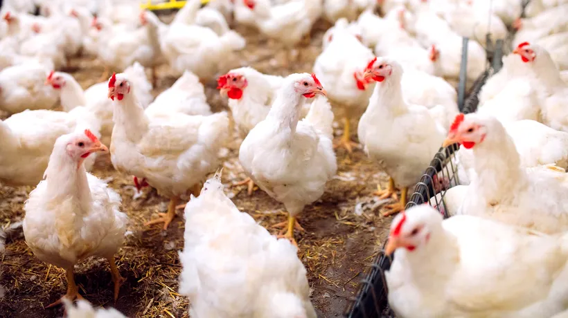Institut german: Europa se confruntă cu cea mai gravă epidemie de gripă aviară din istorie